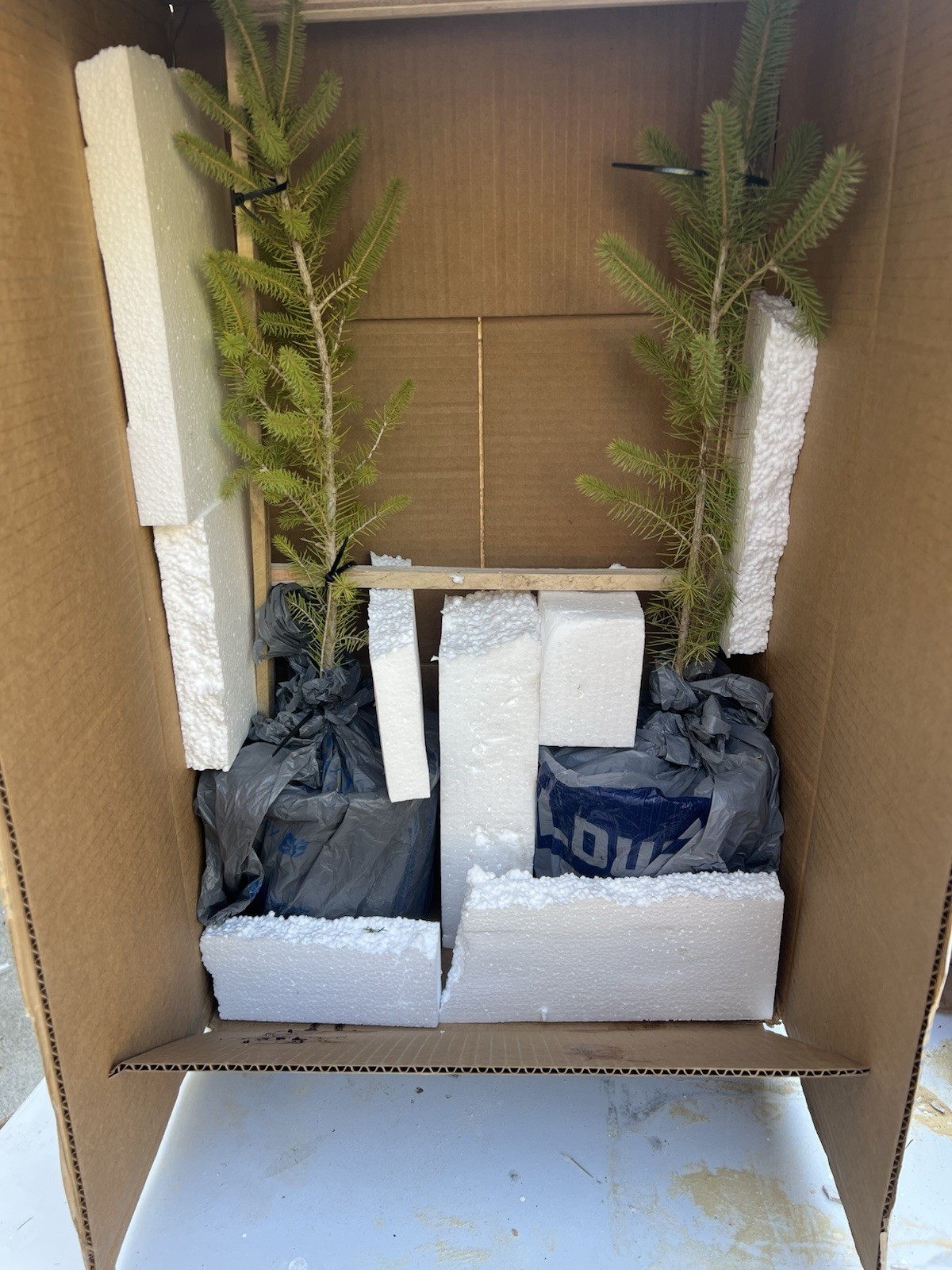 (6) Six Norway Spruce Tree Seedlings Ready To Plant