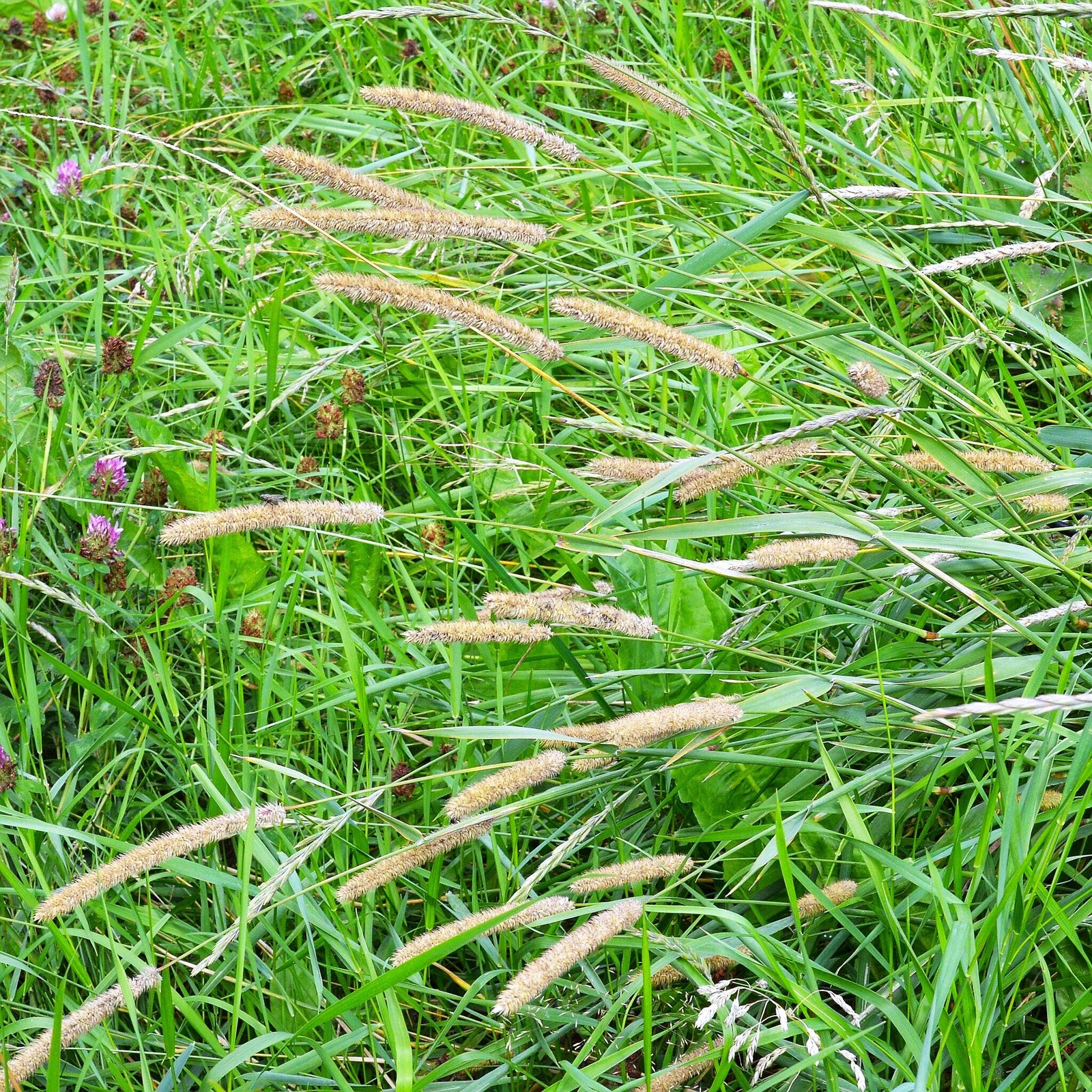Climax Timothy Grass Seeds – For 2026 Planting Hay Pasture Meadow Lawn Landscape