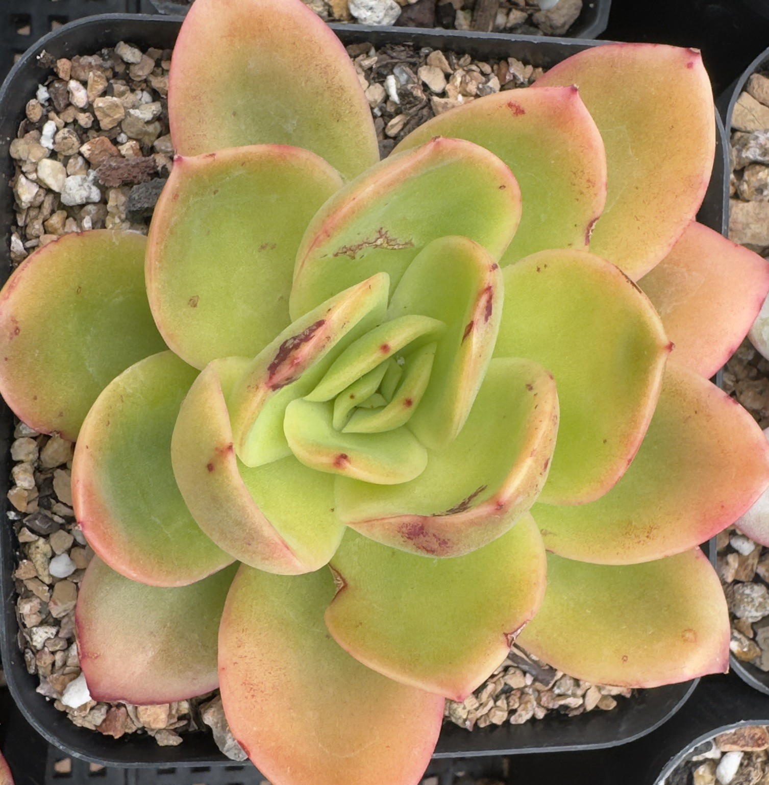 Echeveria Rare Hobak (Pumpkin) Live Succulent Plant Fully Rooted