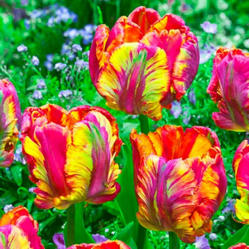 60 Tulip Flower Seeds Much Less Money Than Bulbs