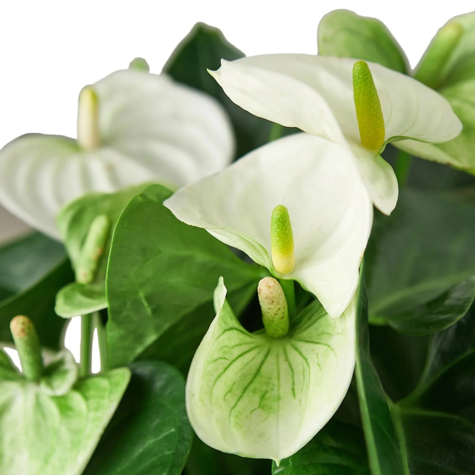 Anthurium White • Flamingo Flower • Glossy White Spathes • 6″ Pot
