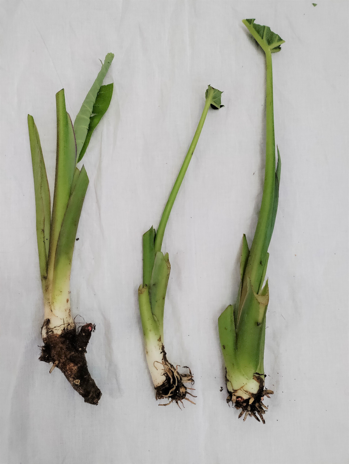5 Malanga Plants (bare root) – Xanthosoma sagittifolium, Taro, Elephant ear