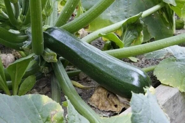 50+ BLACK BEAUTY Zucchini Squash – HEIRLOOM – NON GMO — FRESH — ORGANIC