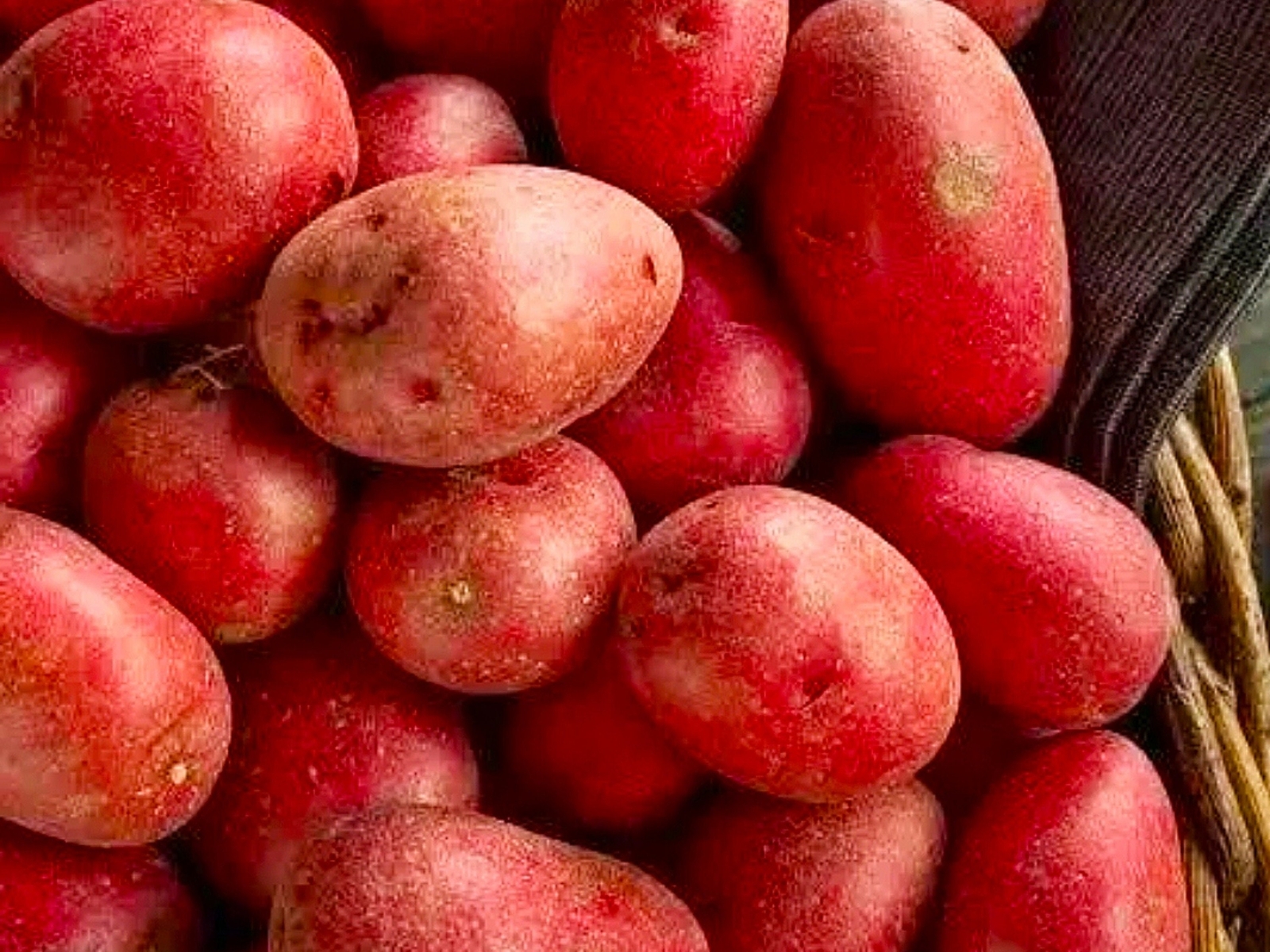 Ruby Red Potatoes Seed Potato Seeds Organic Non GMO New Crop 2024