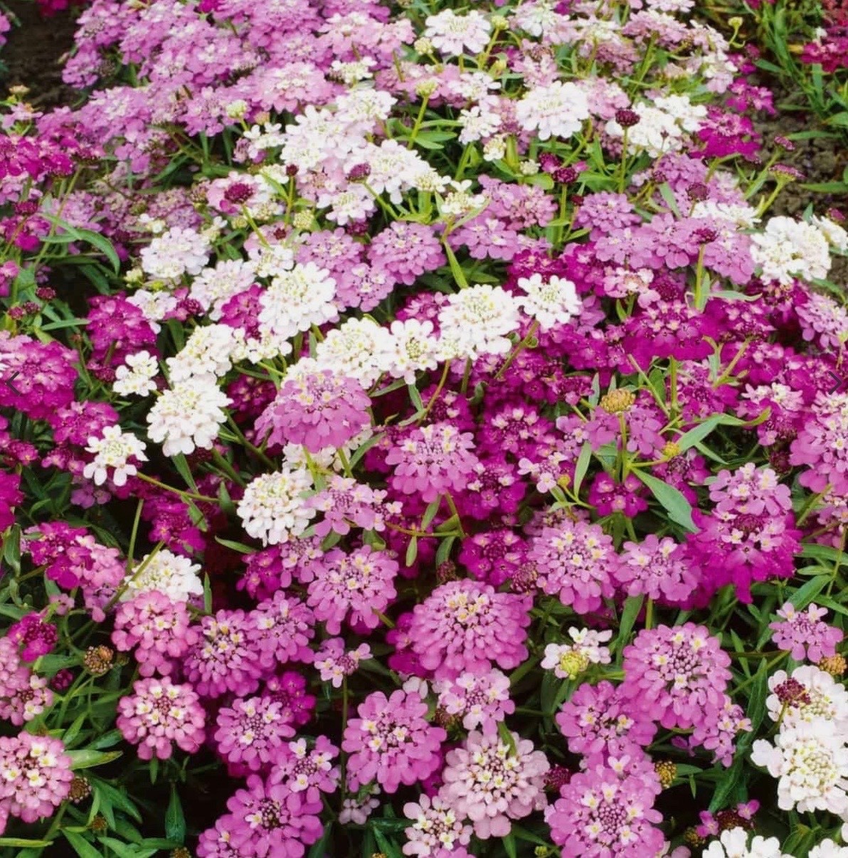 Fresh Candytuft Seeds Dwarf Mix – Annual Ground Cover & Border Flowers, Non-GMO