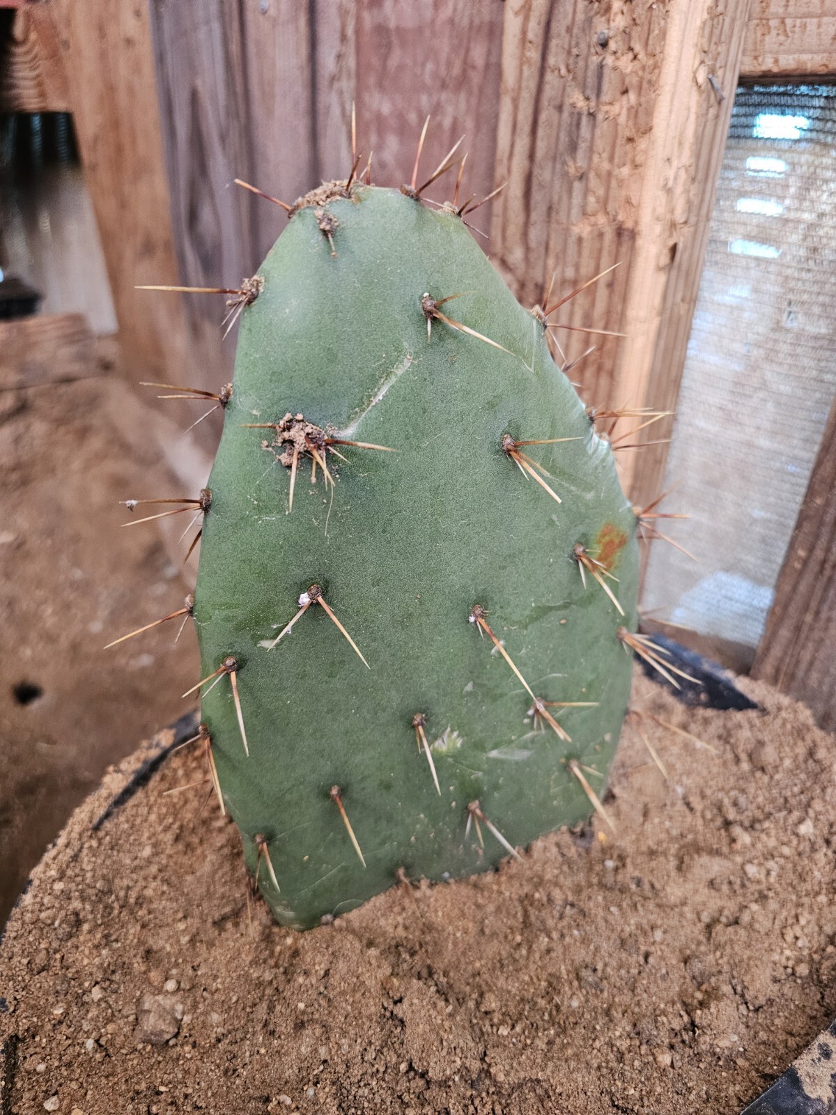 Opuntia Littoralis, Coastal Prickly Pear; 2 pads 4-7″ tall