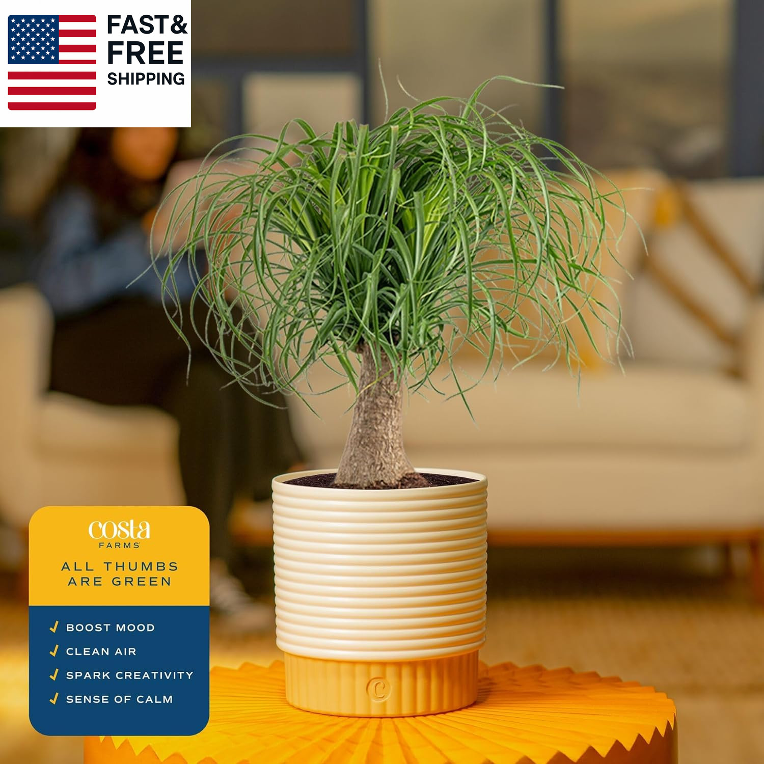 Ponytail Palm Live Plant in Decorative Pot, Easy to Maintain Indoor Houseplant,
