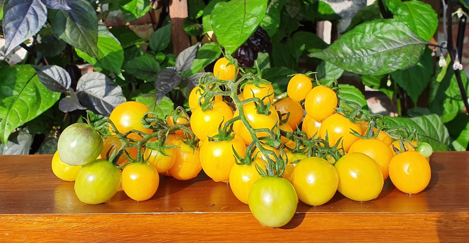 HONEYDROP TOMATO Seeds Organically Grown Unique Creek Homestead Certified