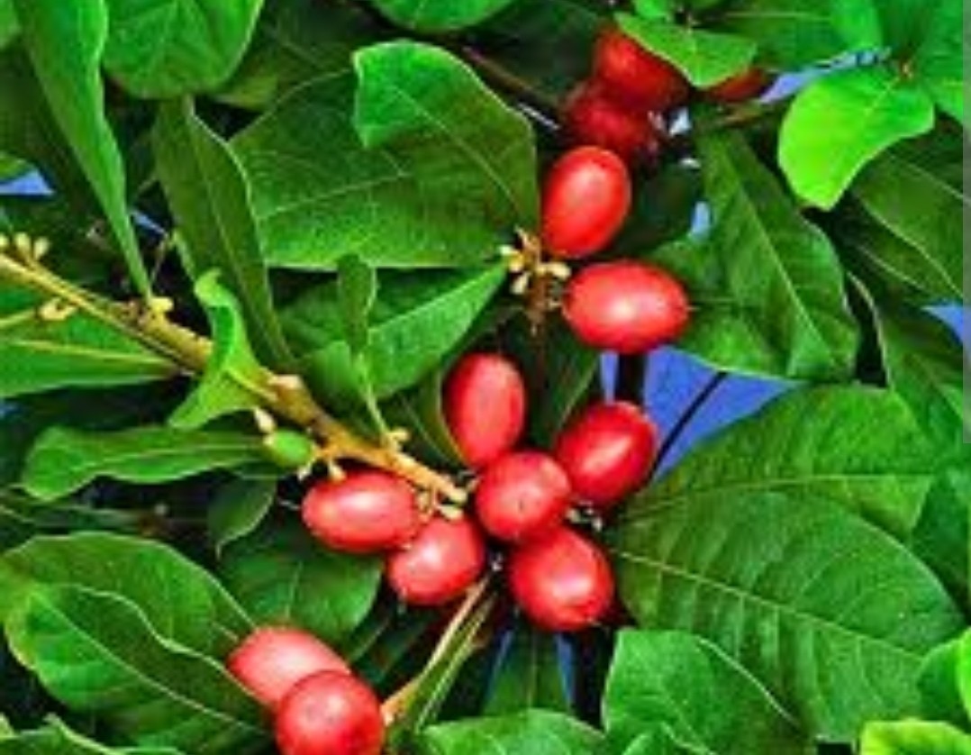 miracle fruit berries dehydrated (berries)
