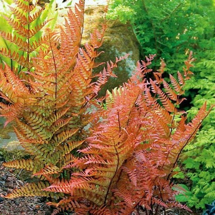 Dryopteris Autumns Xylems & Phloems Ferns Indoors And Outdoors Live Plant 4″ Pot