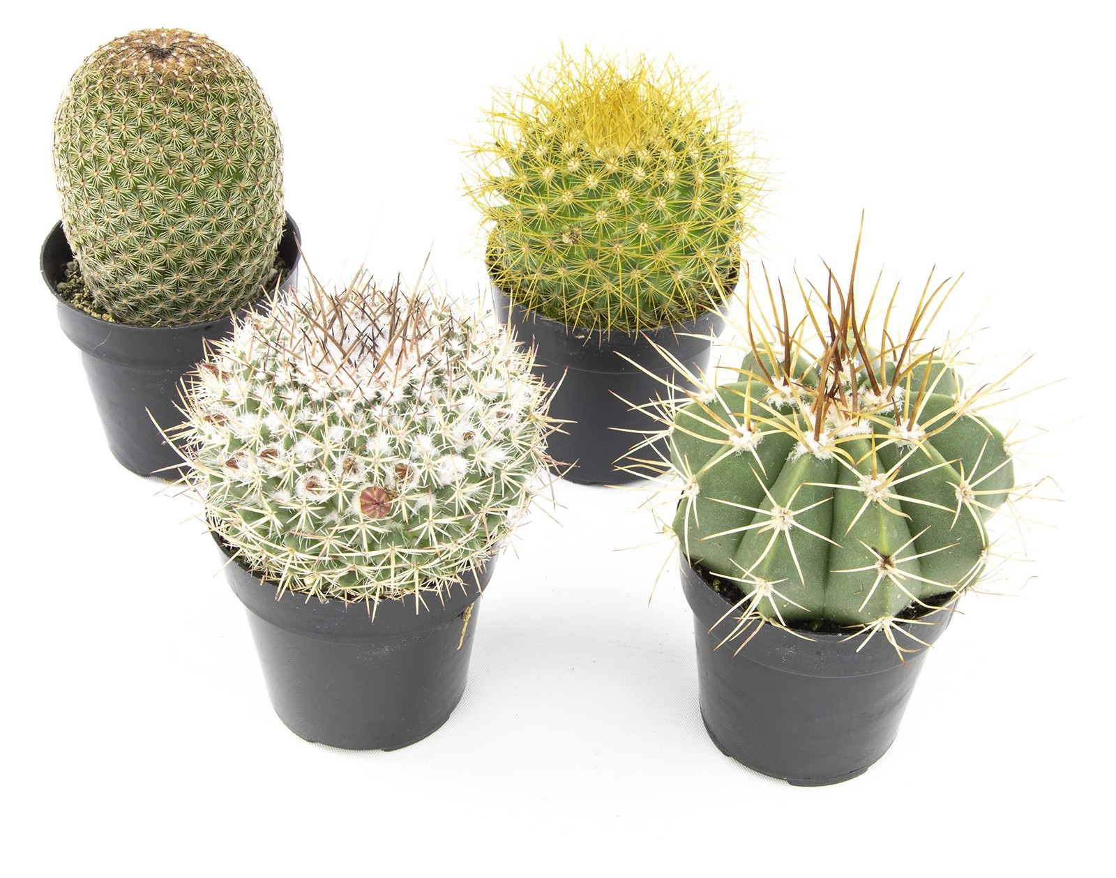 , Assorted Cactus Plants Live Cactus Decor (4PK), Cactus Plant Live Succulent…