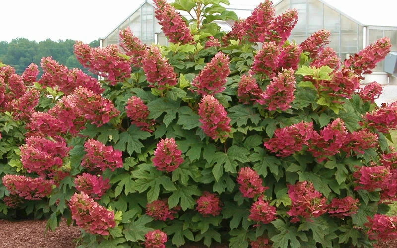 RUBY SLIPPER Hydrangea 4′ pot