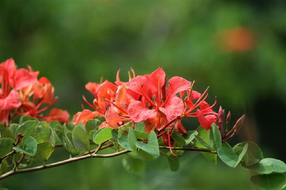 Bauhinia Galpinii rare RED ORCHID TREE exotic flower bonsai plant seed 25 seeds