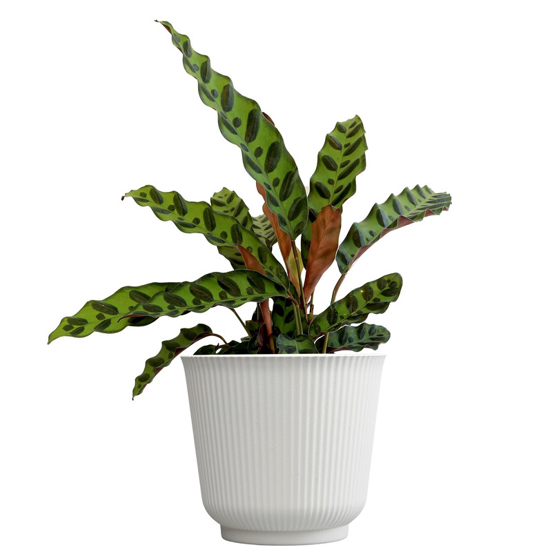 Plants For Pets Rattlesnake Plant Calathea Lancifolia Pet Friendly Prayer Decor