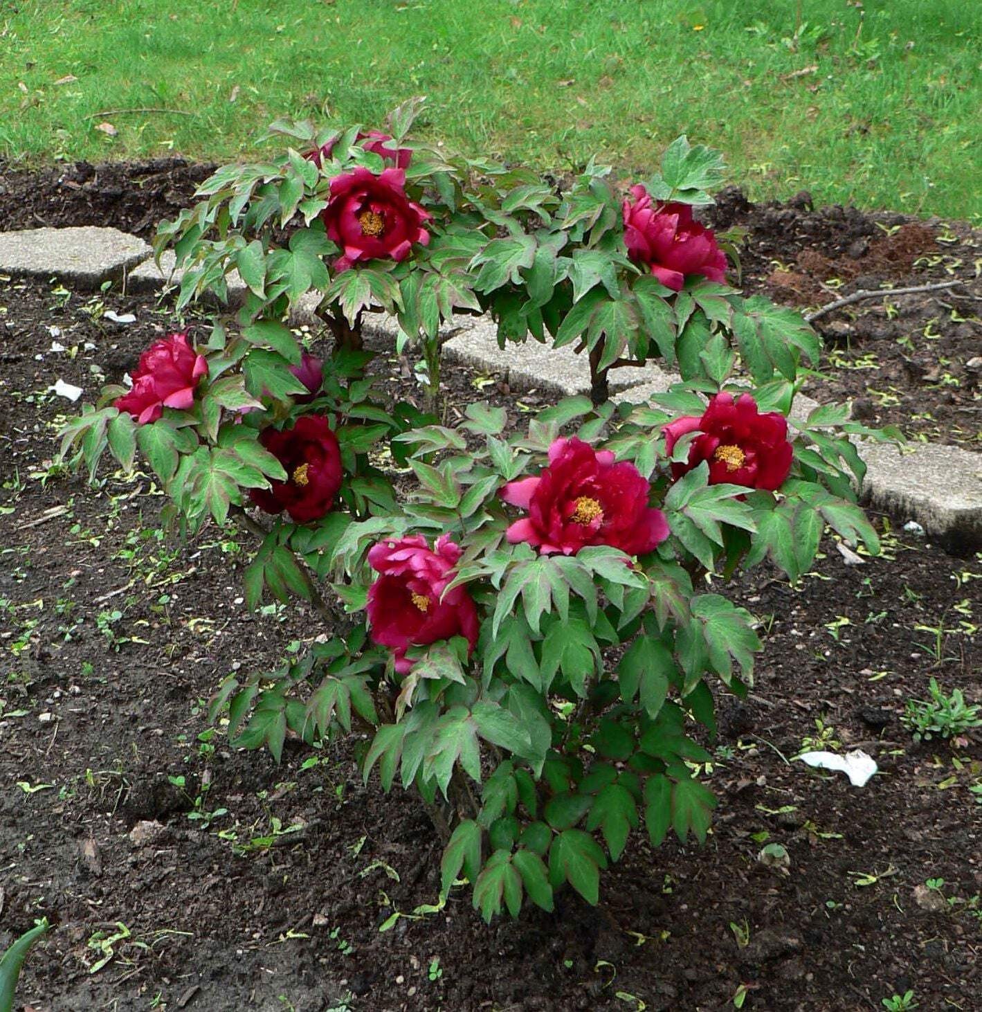 “Dark Gold Dazzle Splendor” large flower tree peony