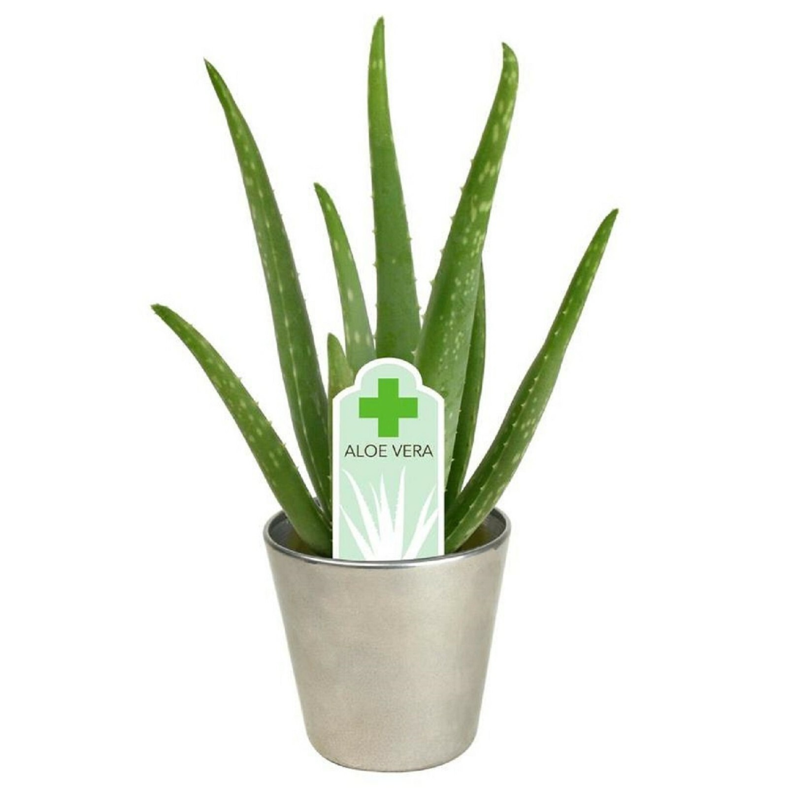 1 lb Fresh Cut Organic ALOE Leaves, Medicinal Uses, All Natural