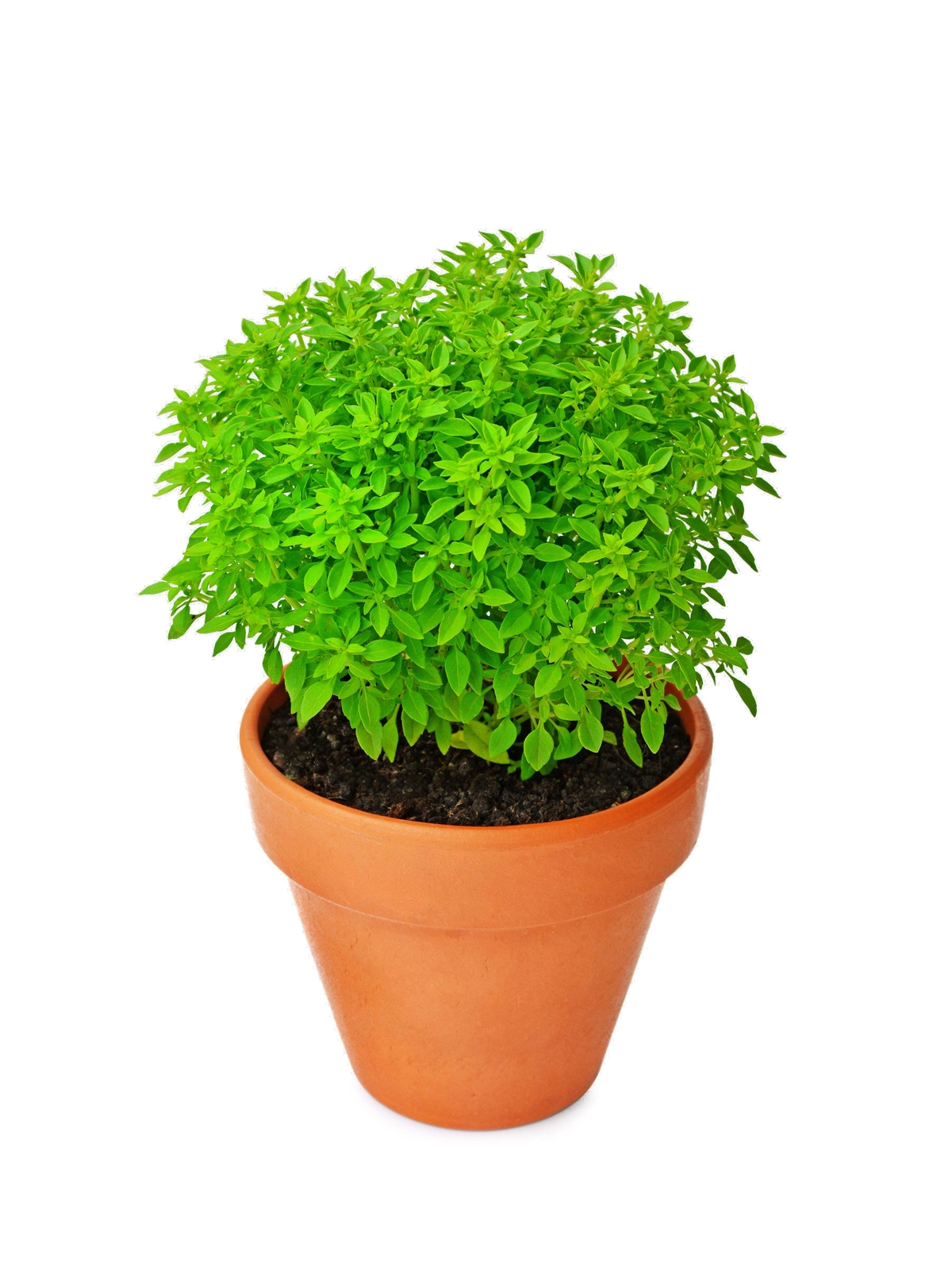 500 DWARF GREEK BASIL Ocimum Basilicum Fragrant Spicy Small Leaf Herb Seeds