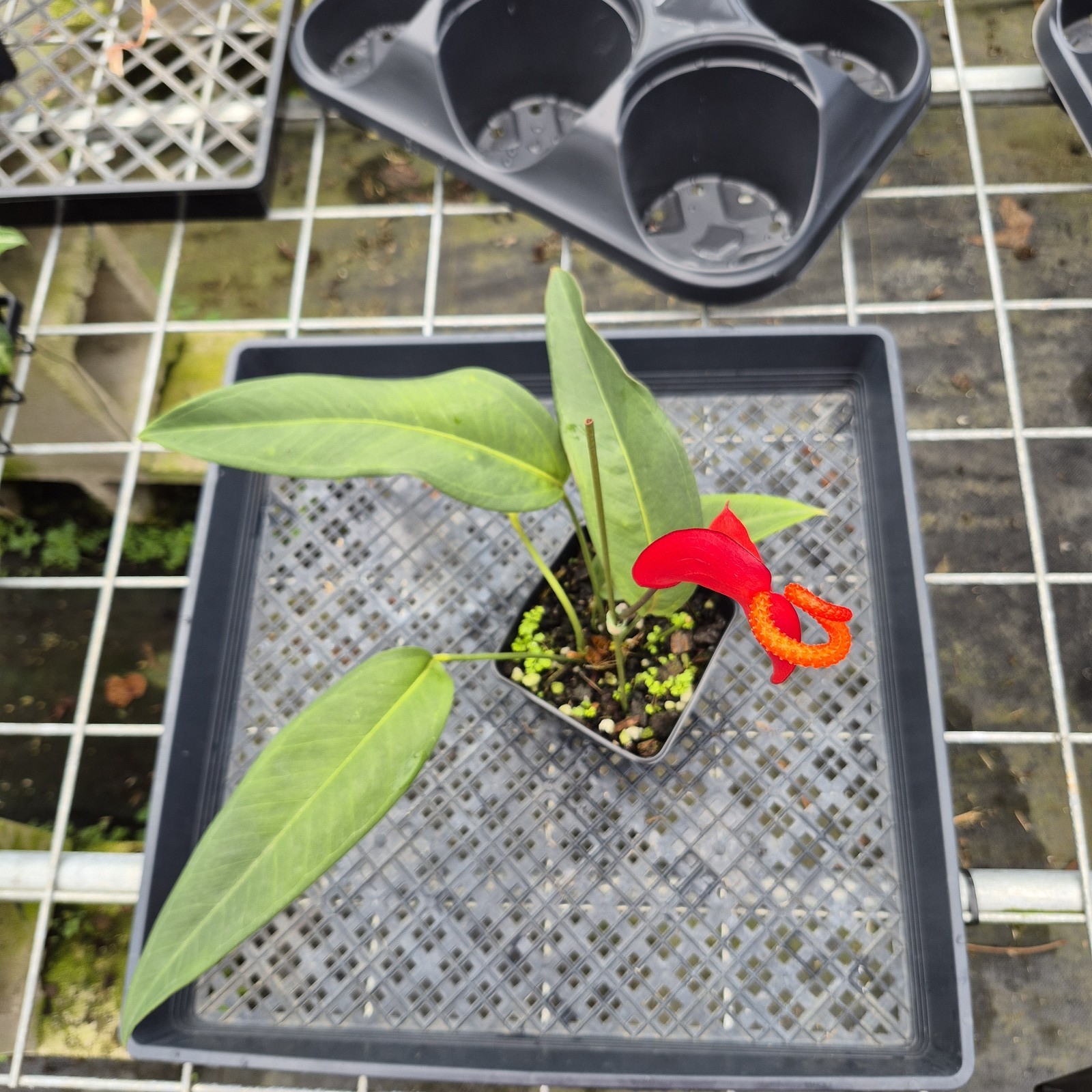 Anthurium Scherzerianum “Pig Tail”, Exact Plant Ships Nationwide