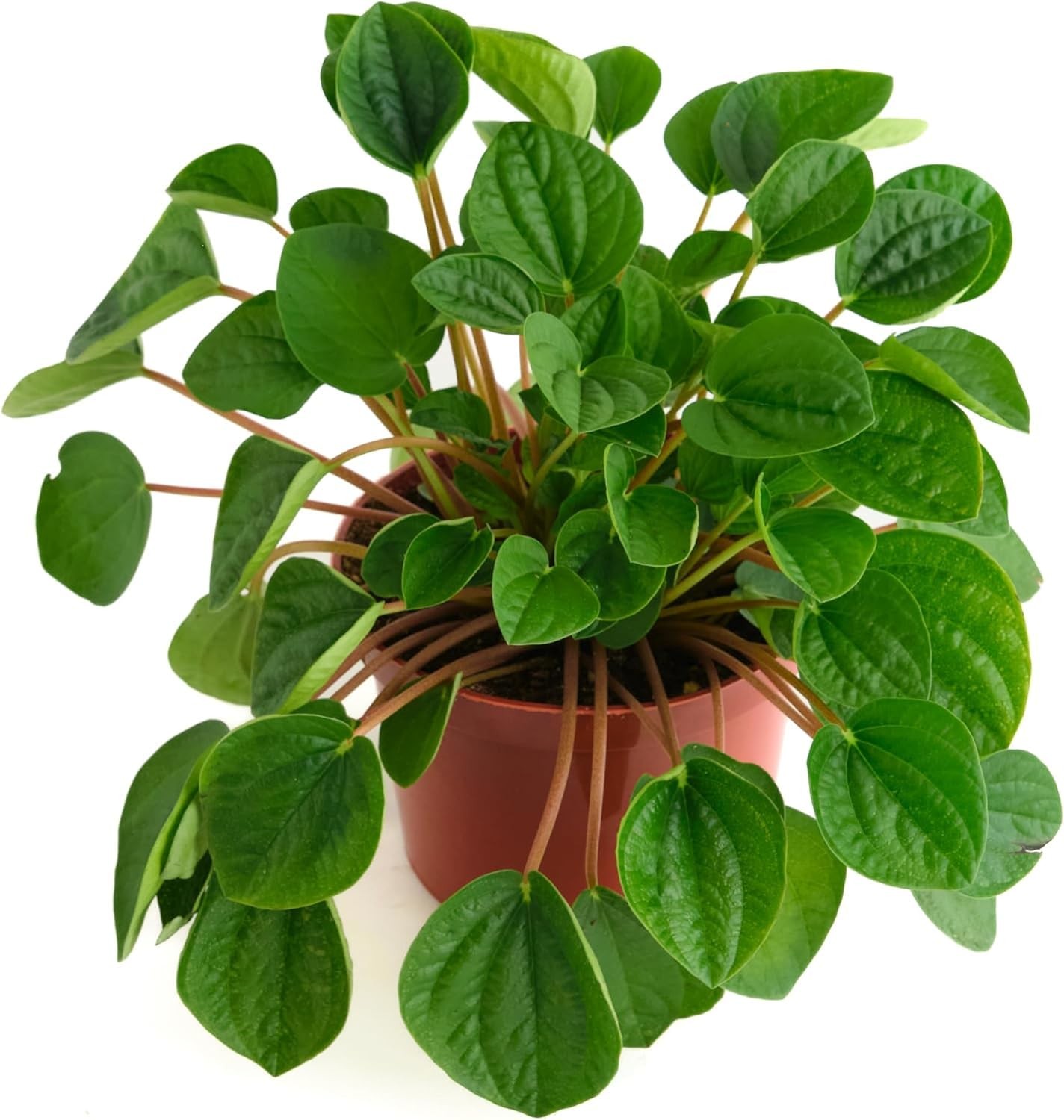 Peperomia Rana Verde, Live Indoor Plant, Low Maintenance Compact Houseplant w…