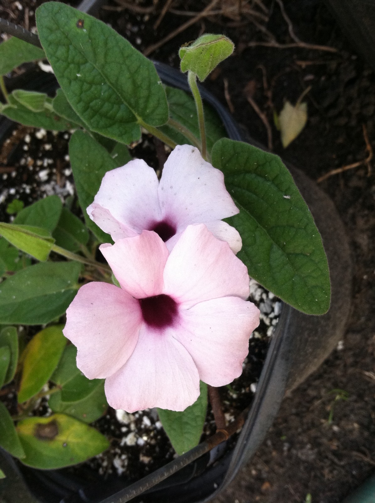 Thunbergia alata Raspberry Smoothie quart Plant