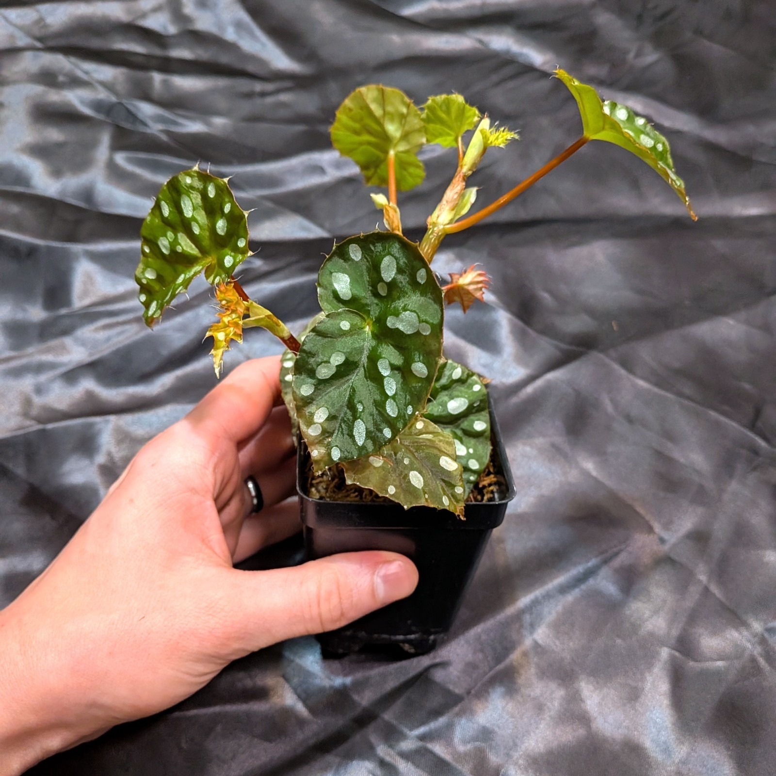 Begonia jiewhoei; Uncommon cane begonia; 3-4″ planter
