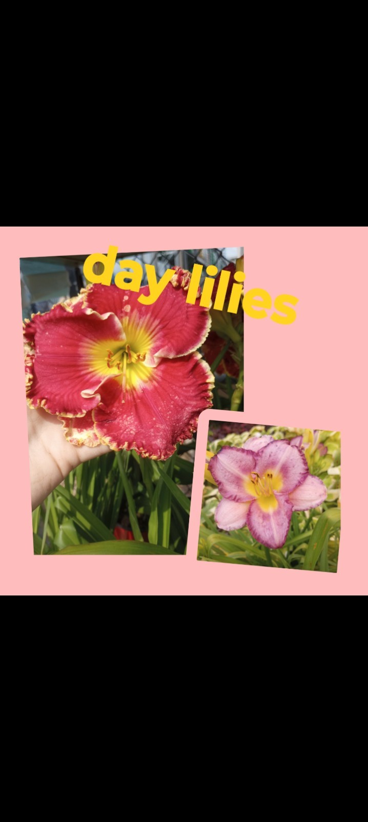 Assorted Daylilies, Many Different Colors, perennials return every year (1 Root)