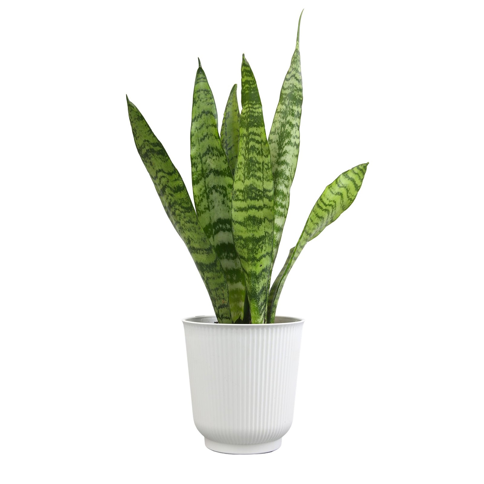 Variegated Snake Plant Decor, Sansevieria Zeylanica Snake Plants Approx. 6″ T…