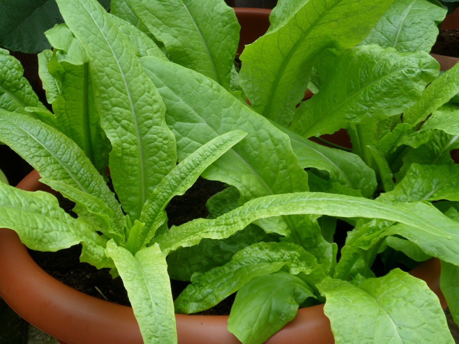 RARE✿ Heirloom You Mai Choy/Yau Mak Choi/Phoenix Tail Lettuce 50+ Seeds