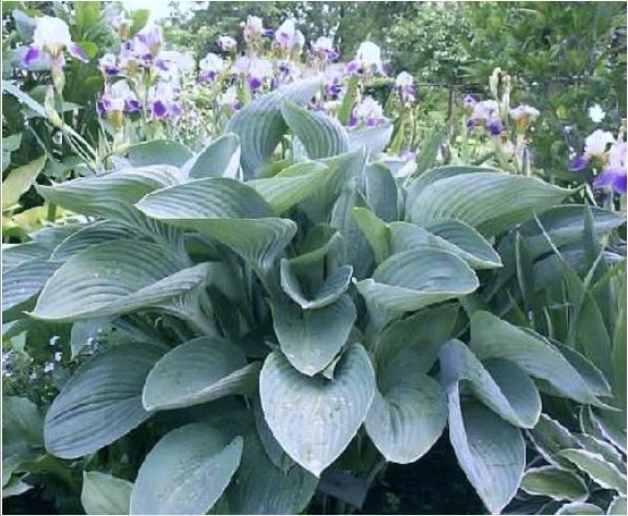 Potted Hosta ‘Tenryu’ Plant 1gal. UPRIGHT Powder Steel Blue Thick Substance