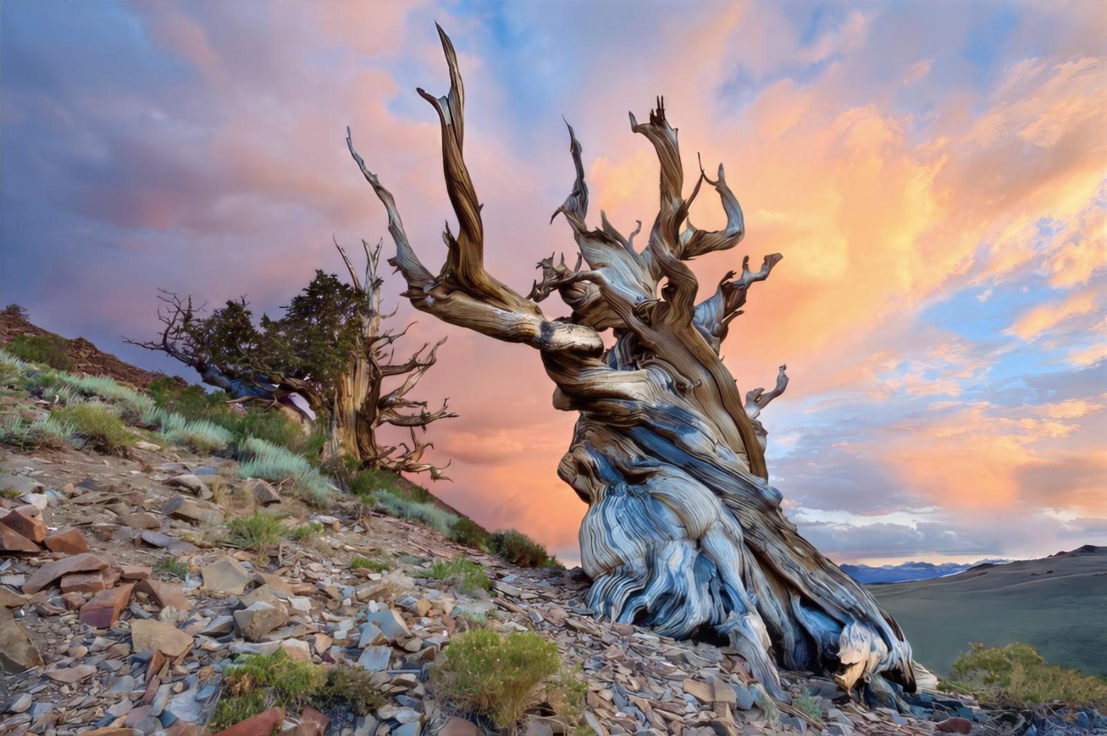 10 Bristlecone Pine Seeds (Pinus aristata) “OLDEST Living Tree in the WORLD!”