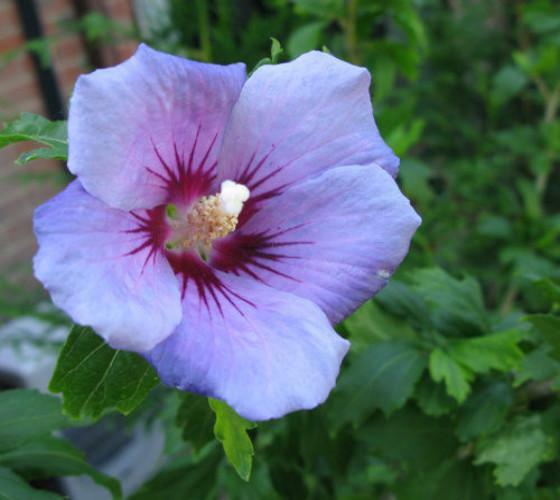 Blue Bird Hibiscus ( Althea ) – Rose Of Sharon – Live Plant – ( 1 QT )