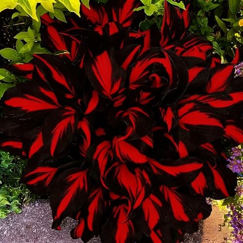 Mixed Hosta Seeds Collection(300+ Seeds),Variegated & Blue Foliage Shade