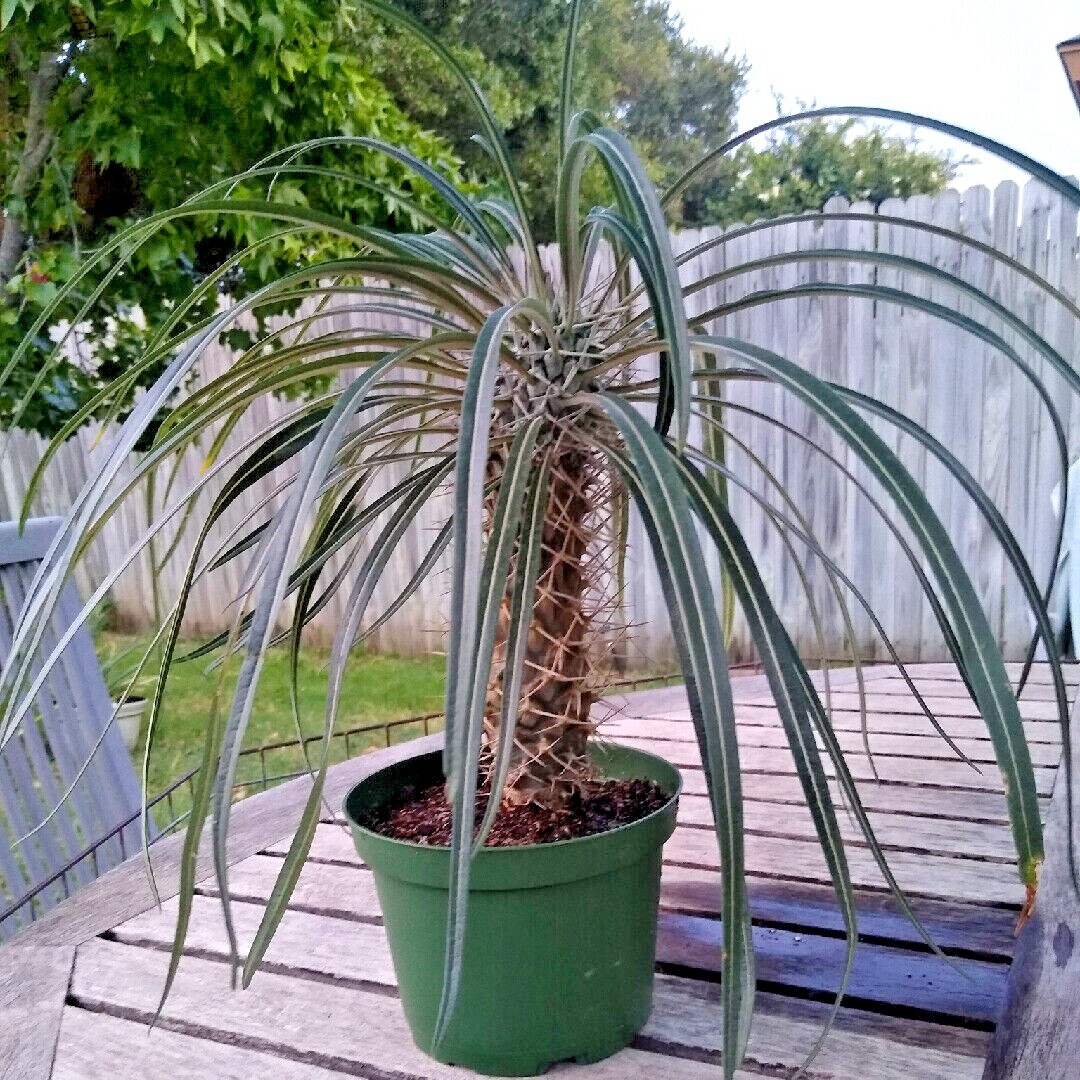 RARE (Pachypodium geayi) MADAGASCAR PALM TREE SEEDS Succulent Cacti Cactus Plant