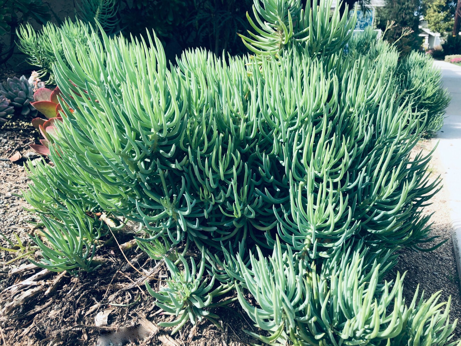 Blue Serpents Chalk Fingers Senecio Vitalis Succulent Plant Huge 6″ Cutting