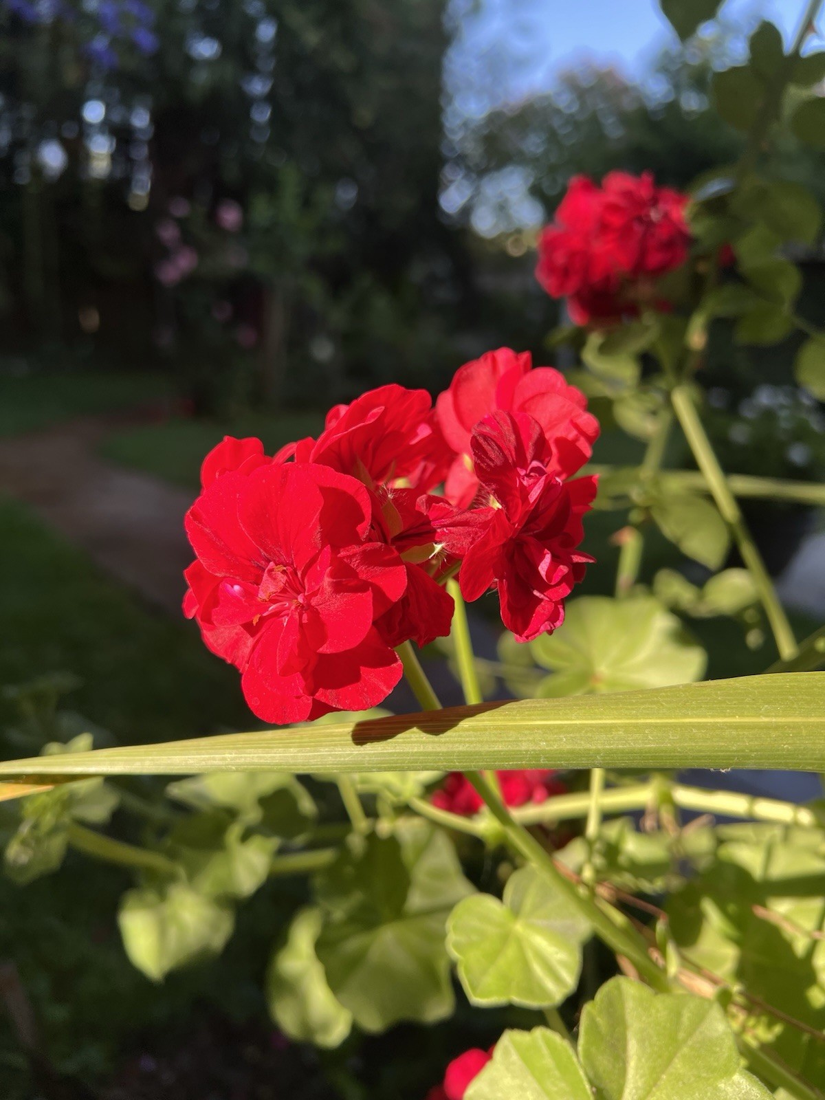 5 Cuttings True Red Ivy ‘Geranium’ Pelargonium 6″
