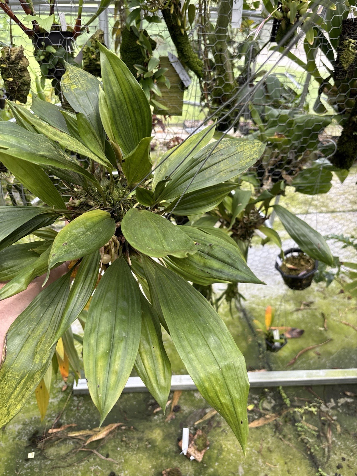Sievekingia fimbriata XXL MANY SPIKES compact Orchid Species Stanhopea