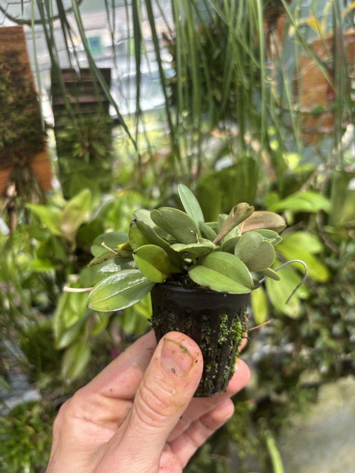 Masdevallia leonii Bloom Size Rare Miniature Orchid Species