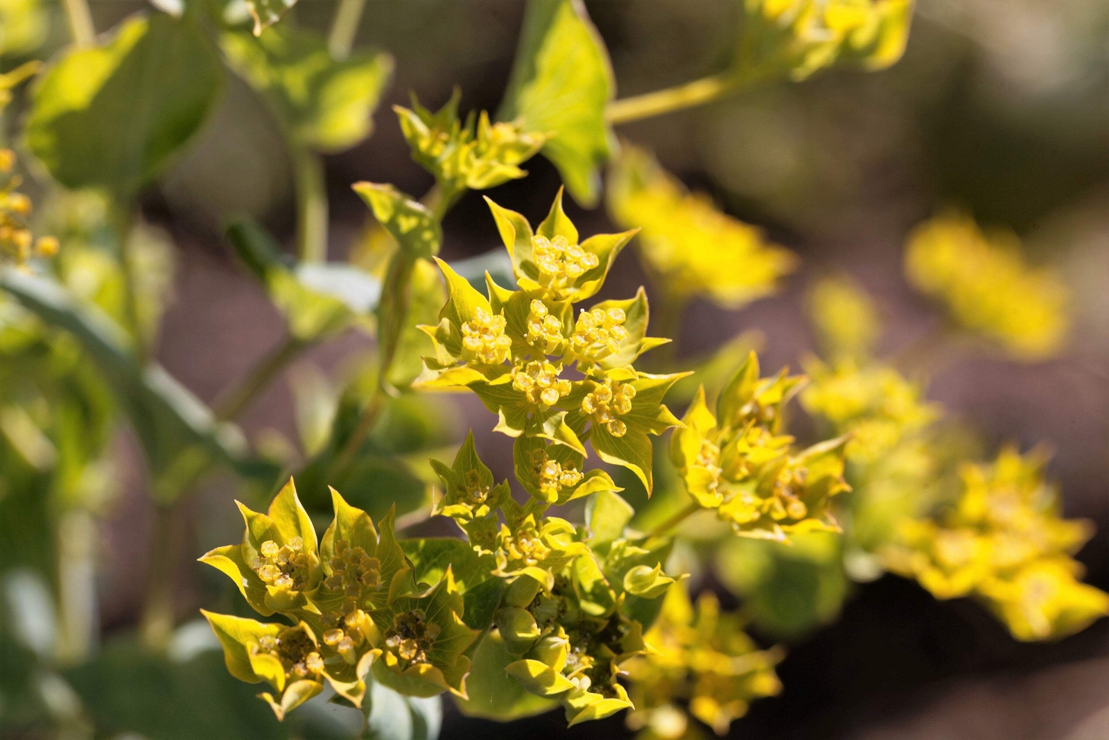 100 GREEN GOLD BUPLEURUM Griffithii Rotundifolium Hares Thoroughwax Flower Seeds