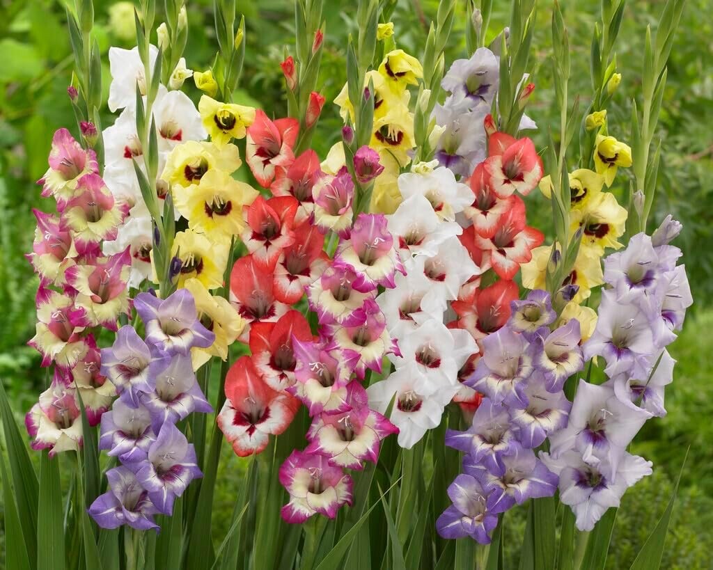 4 Gladiolus Bulbs, Mixed Colors – Sword Lily, Easy to Grow Perennial
