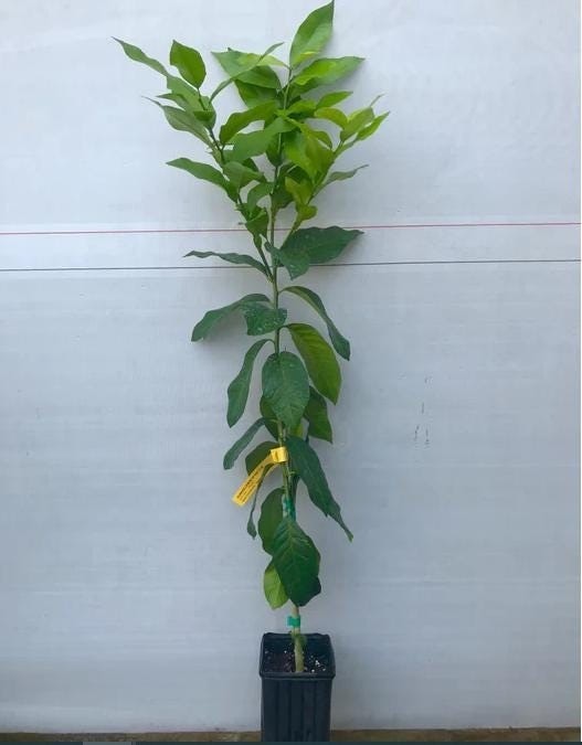 Calamondin Calamansi Semi-Dwarf Tree, 18-36″ tall, grafted