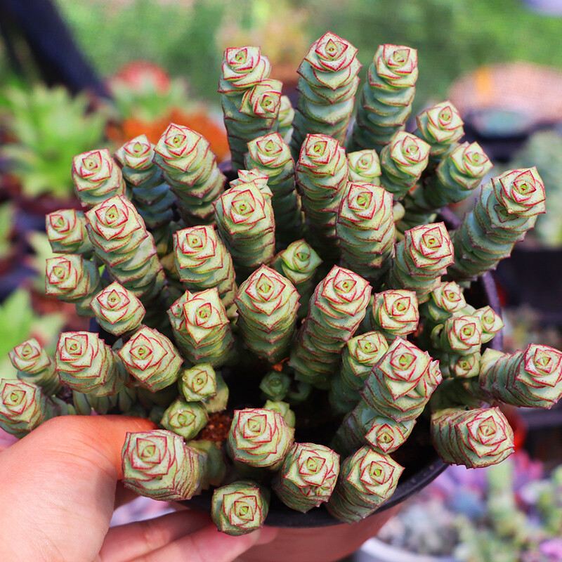 Live Rare Crassula cv. ‘Jade Necklace’ Succulent Plant rooted in 2” plant pot