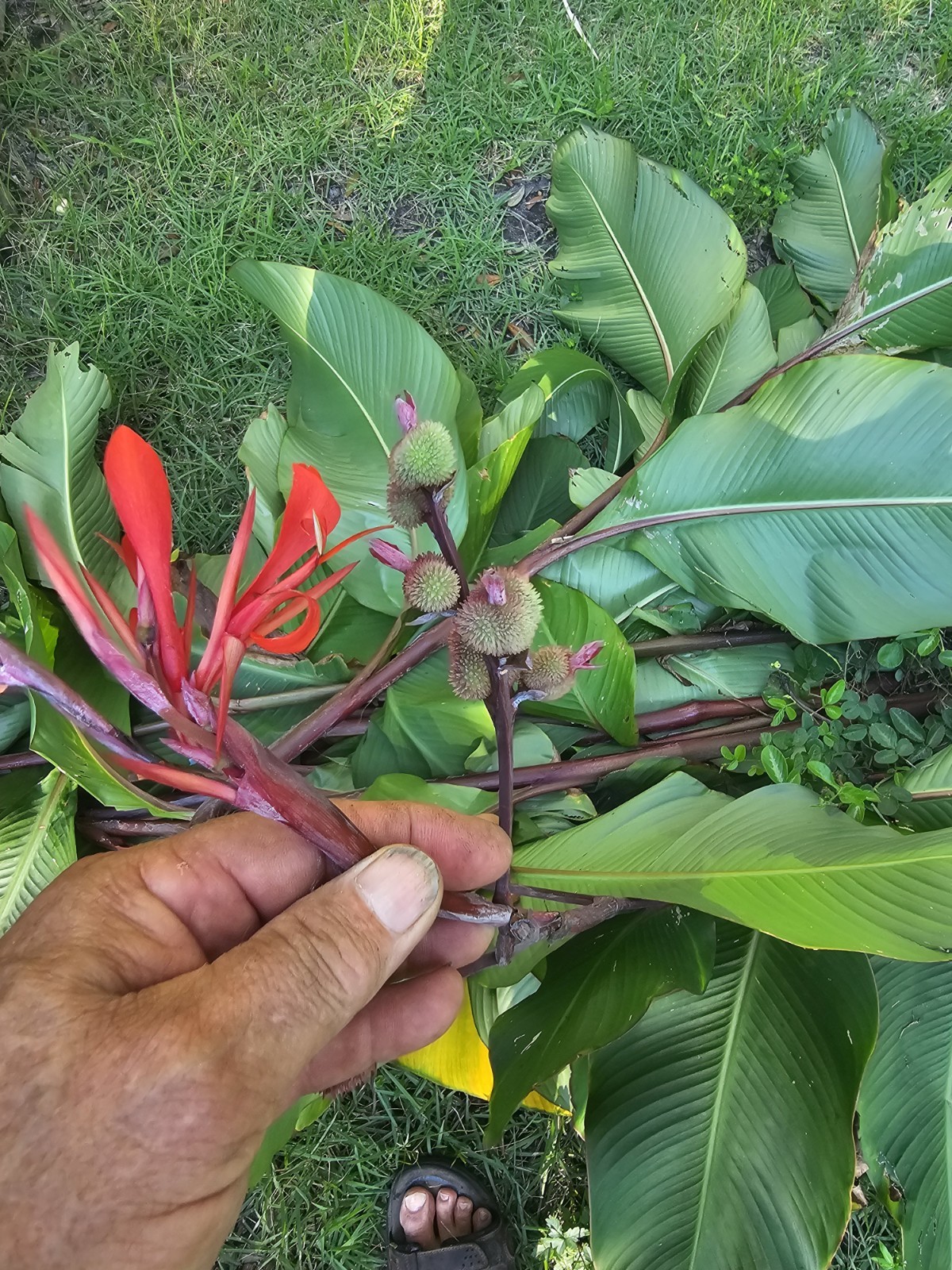 15 CANNA LILLIES BULBS TALL RED FLOWER GREEN/ PURPLE LEAVES PURPLE STALKS