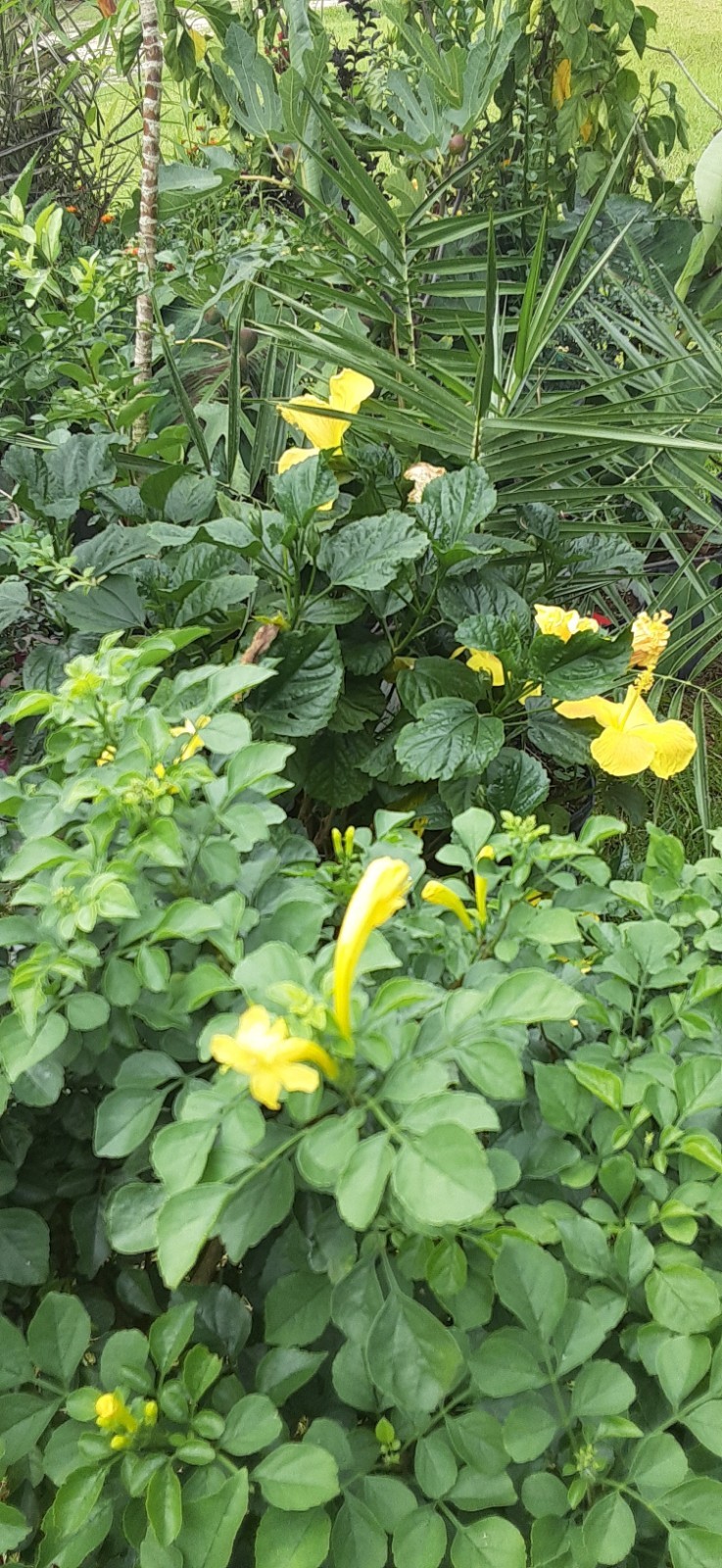 1 Yellow Cape Honeysuckle (Tecoma capensis) Live Starter Plant- READ LISTING
