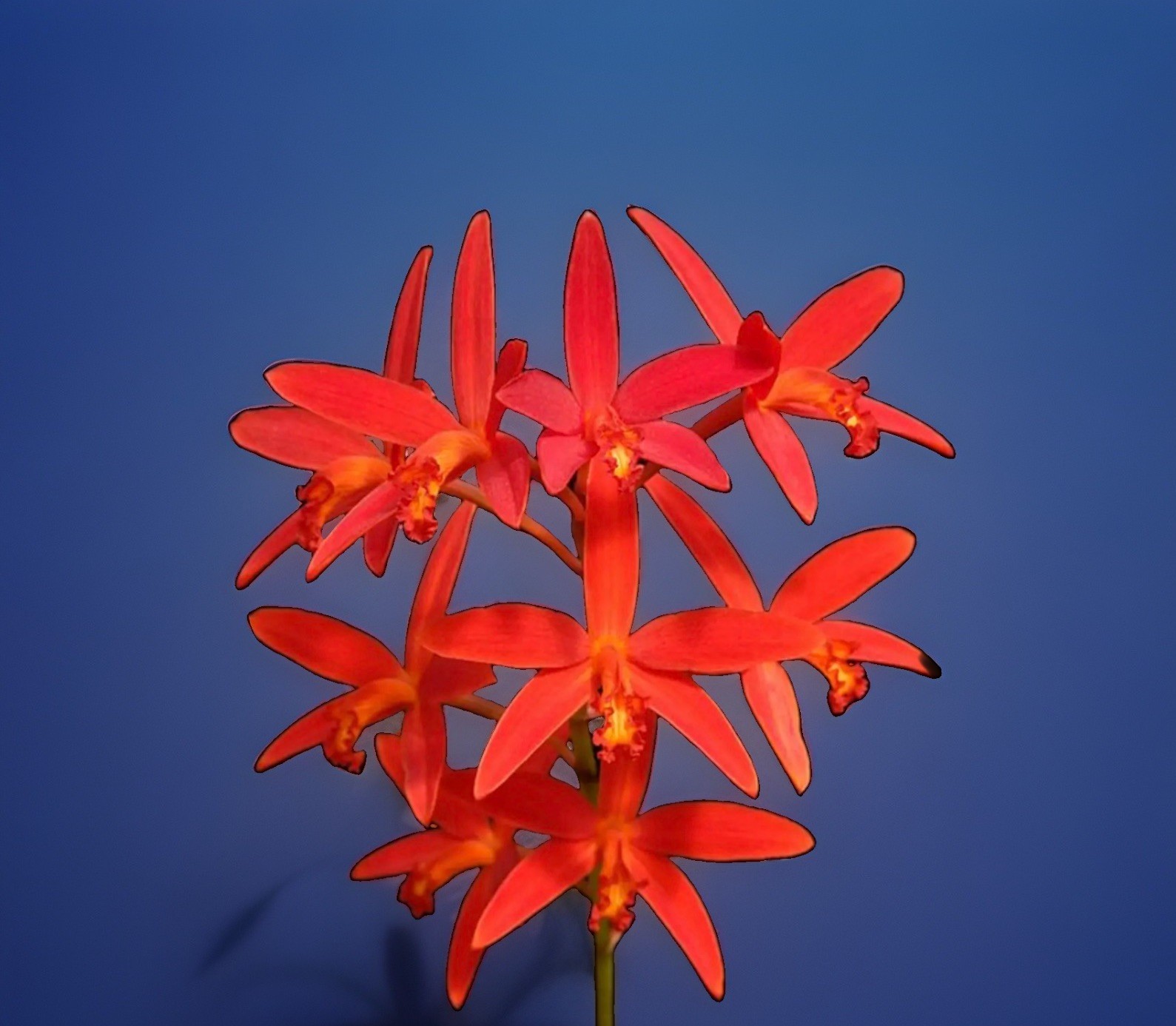 Cattleya milleri ‘Big Island’ AM/AOS Red Orange Species Orchid Eros 4” Pot