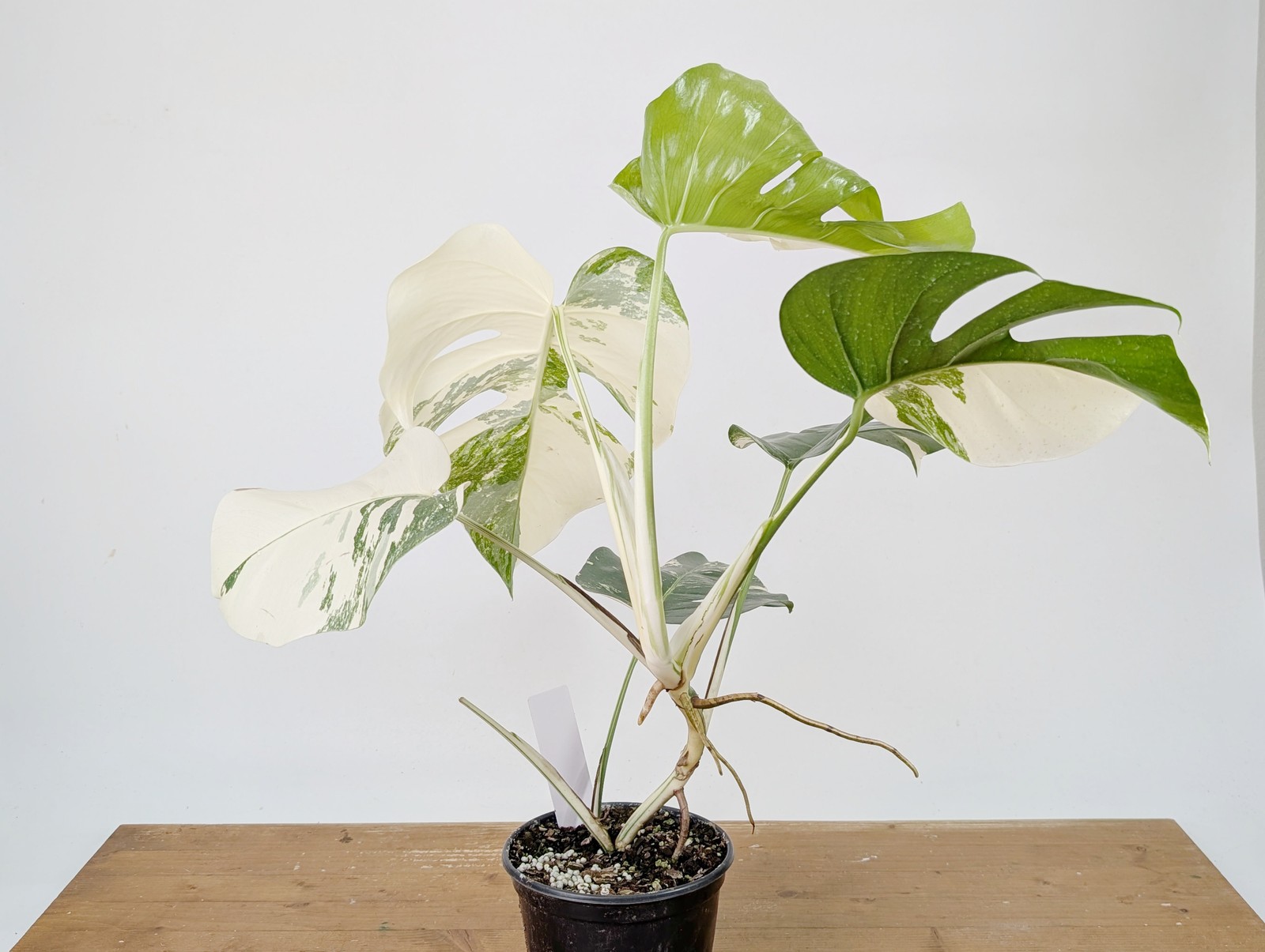 Monstera Albo Borsigniana Variegata – Exact Plant #26A – 6″ Pot