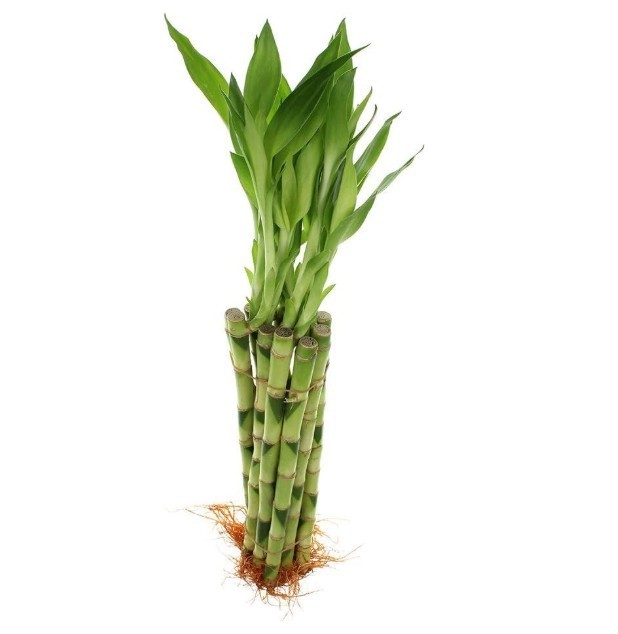 Houseplant Evergreen 10 Stalks of 12 Inches Straight Lucky Bamboo without Pot