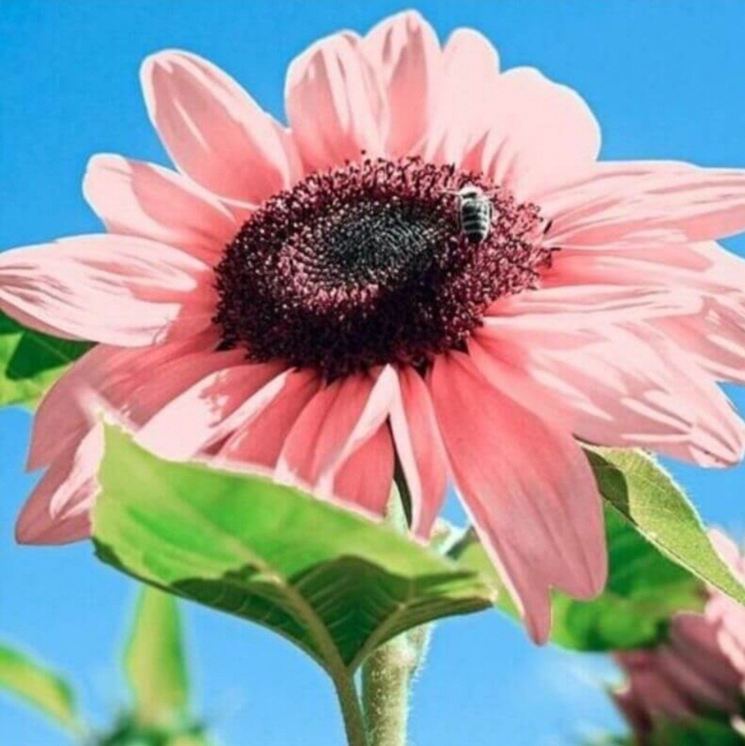 RARE! Sunflower “Pink Lady” – 100 Seeds – Attracts Bees/Butterflies