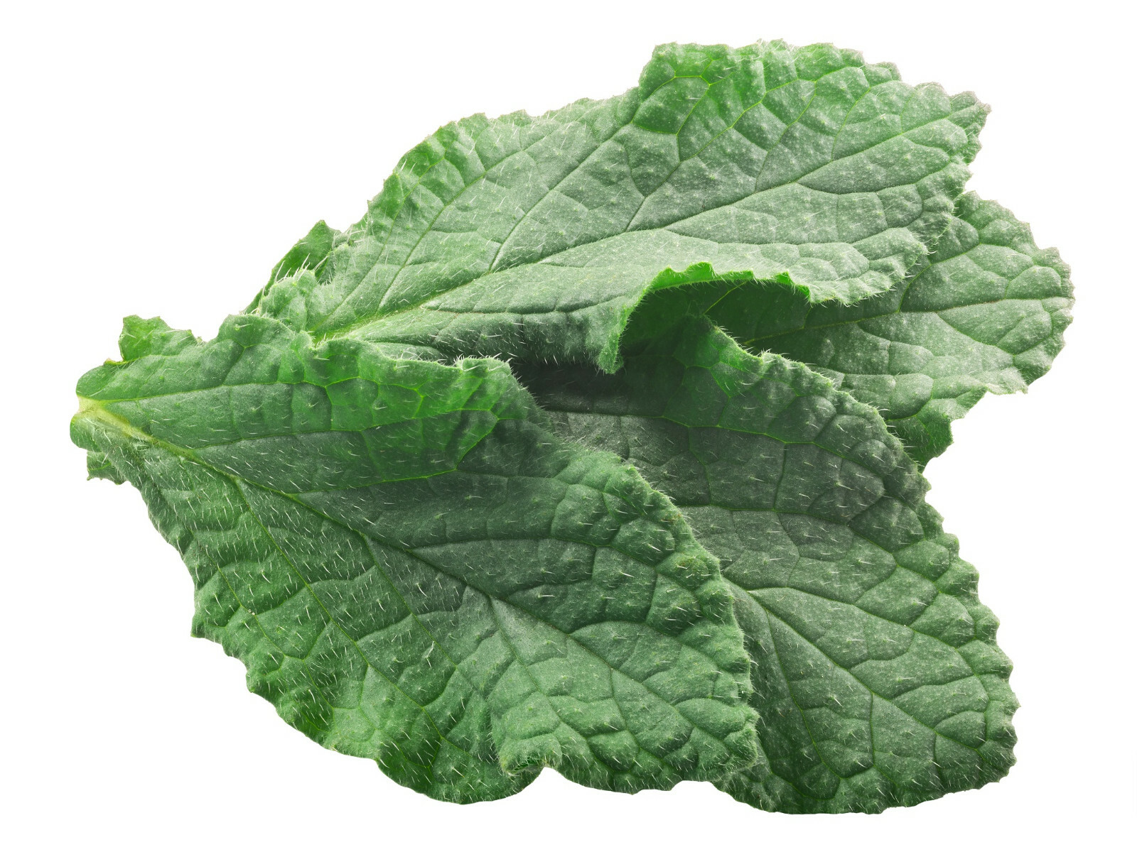 Borage Flower Seeds 75+ (Borago Officinalis) | A Medicinal Herb & Edible Flower