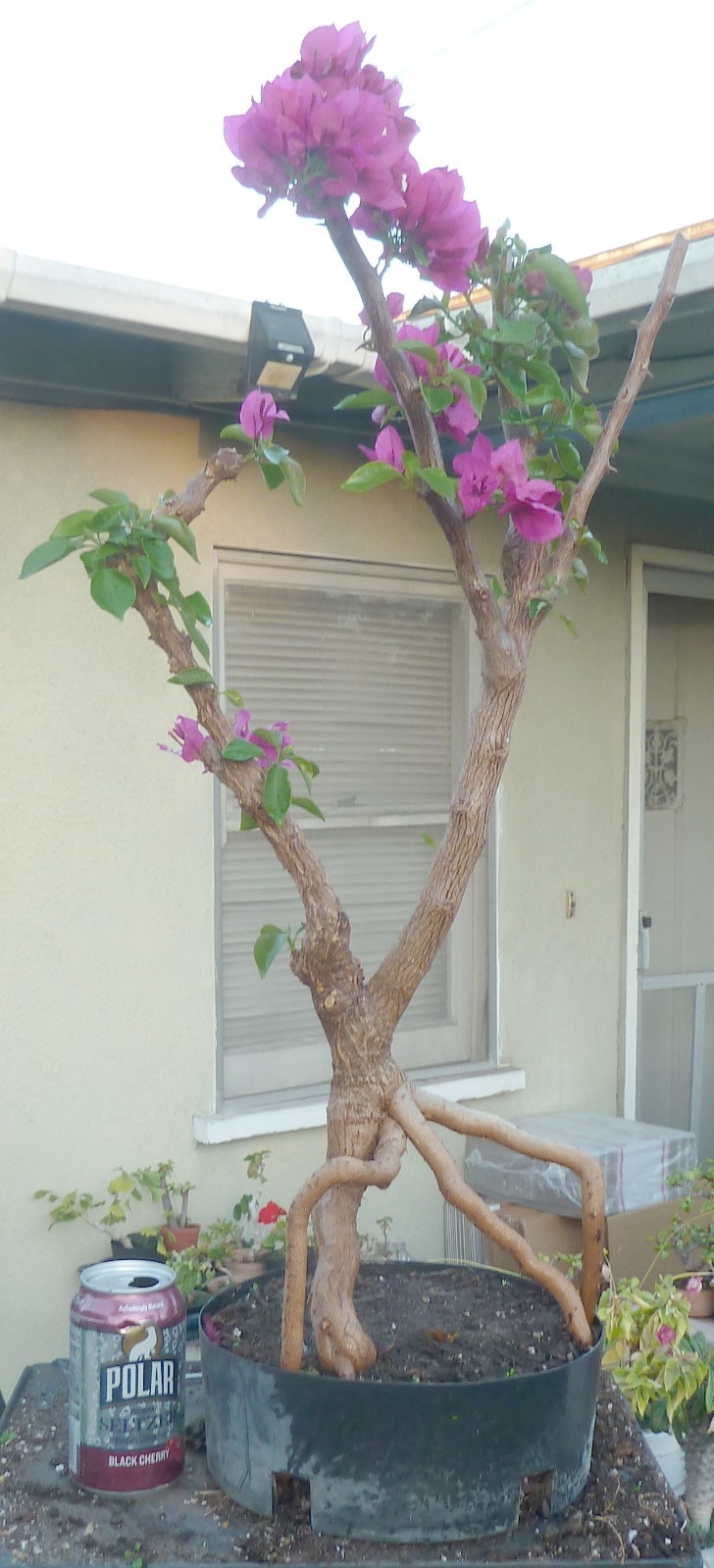 Vera Deep Purple Bougainvillea Pre Bonsai Dwarf Kifu Fat Trunk Neagari Flowers