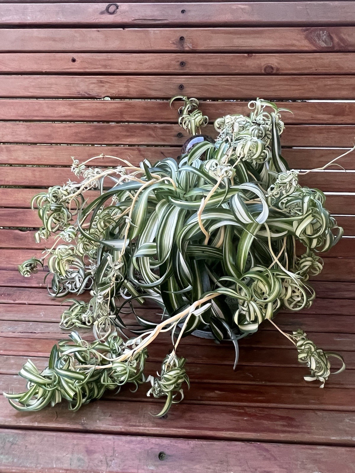 Variegated Bonnie Curly Spider Chlorophytum Comosum 2 Live Plant Babies Cuttings